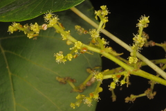 Macaranga indica